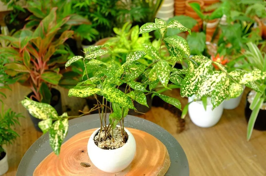 Có nên phối hợp nhiều loại cây trong một chậu cây cảnh ngoài trời?