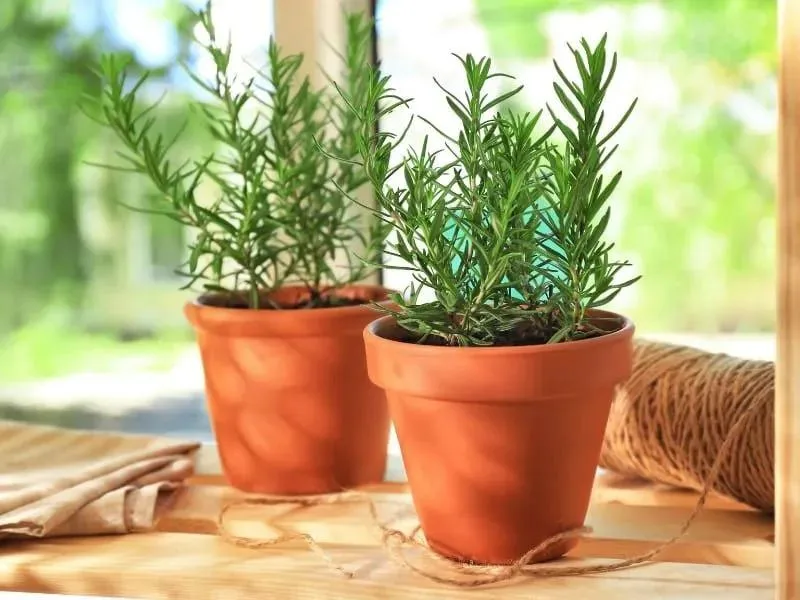 Làm thế nào để tránh côn trùng làm tổ xung quanh chậu cây cảnh ngoài trời?