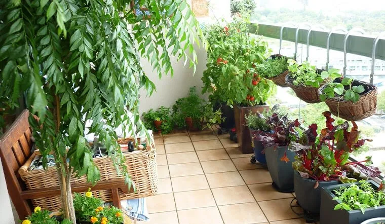 Cây cảnh treo tường cần ánh sáng bao nhiêu giờ mỗi ngày?