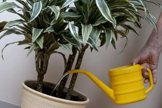 Làm sao để giữ cho đất trong chậu cây cảnh luôn mềm mại và không bị cứng?