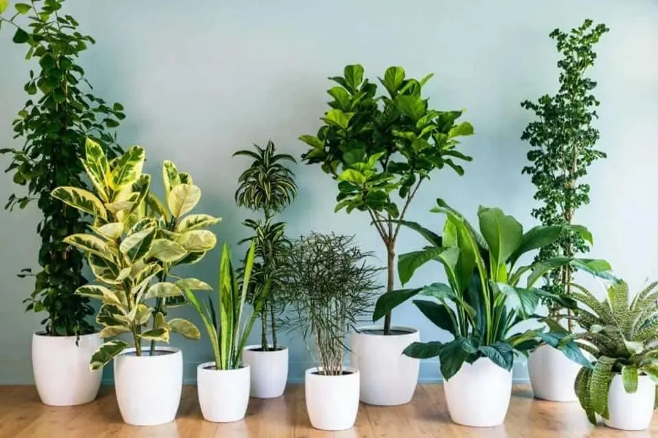 Chống gió mạnh cho cây cảnh ngoài trời như thế nào cho hiệu quả?
