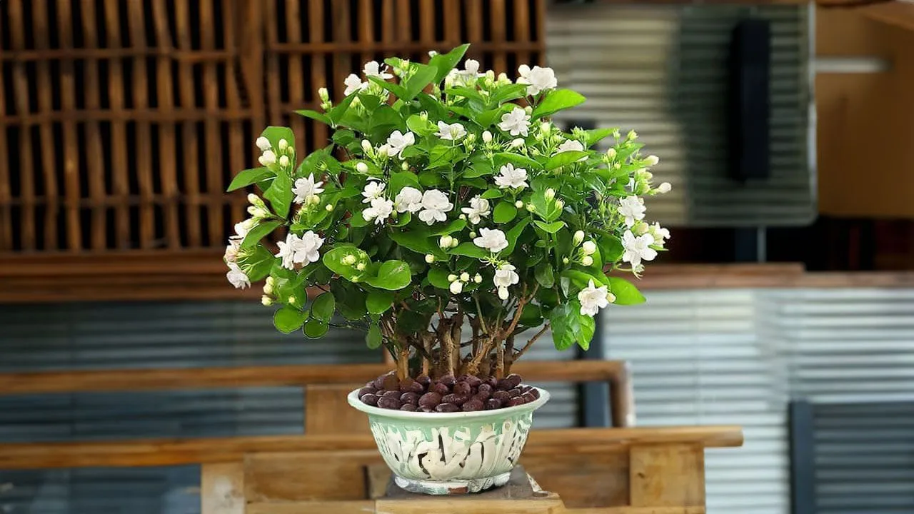 Cây cảnh trong nhà nào có khả năng tạo hương thơm tự nhiên?