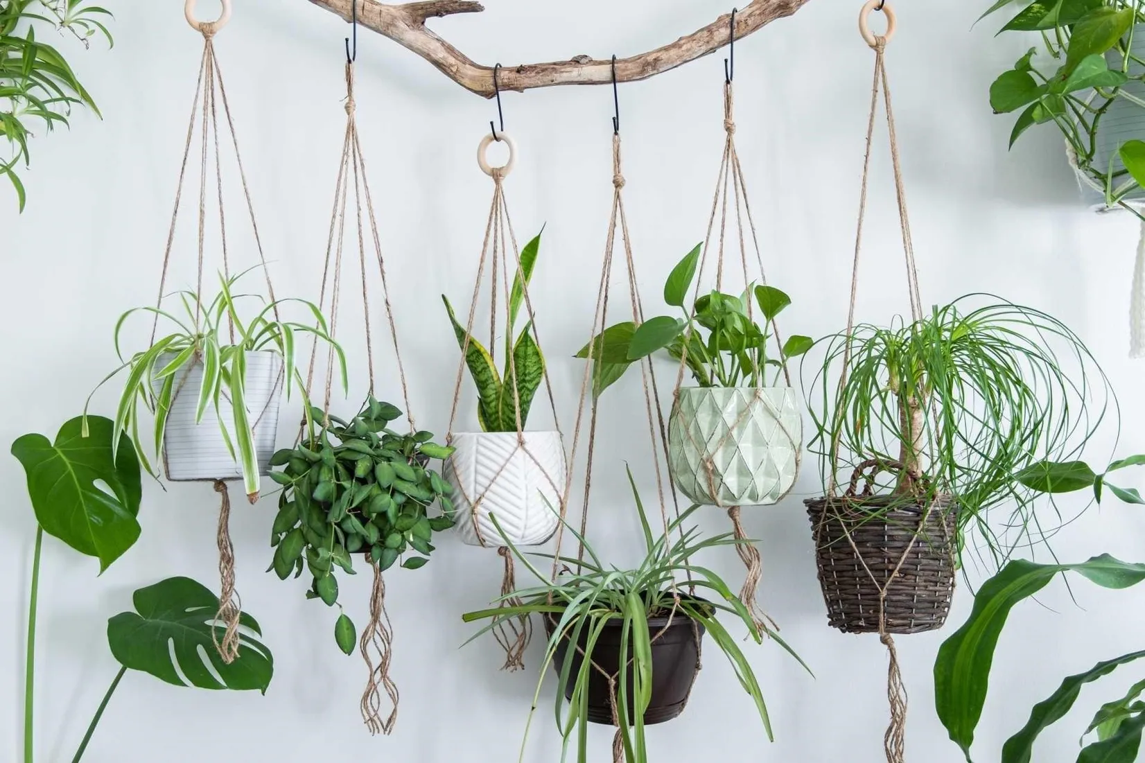 Có các loại cây cảnh treo tường có gây dị ứng không?