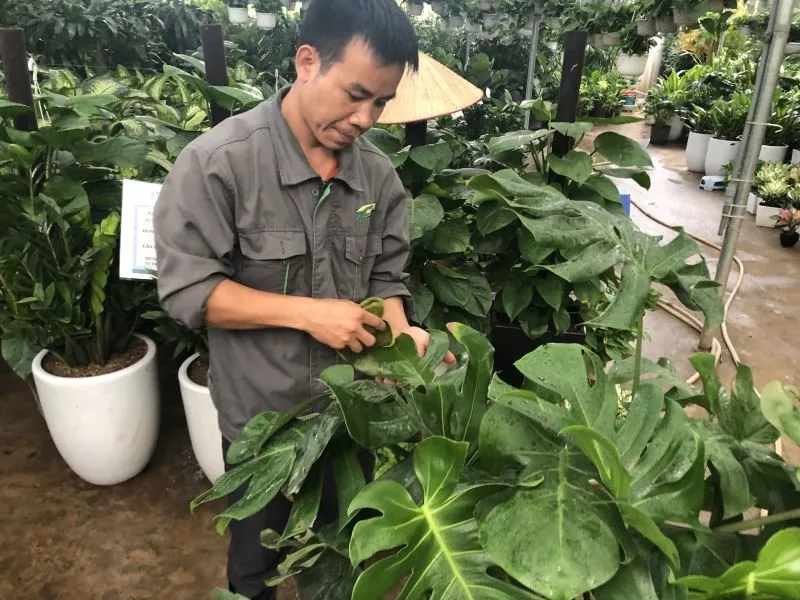 Làm thế nào để tăng cường sự phát triển của lá non cho cây cảnh?