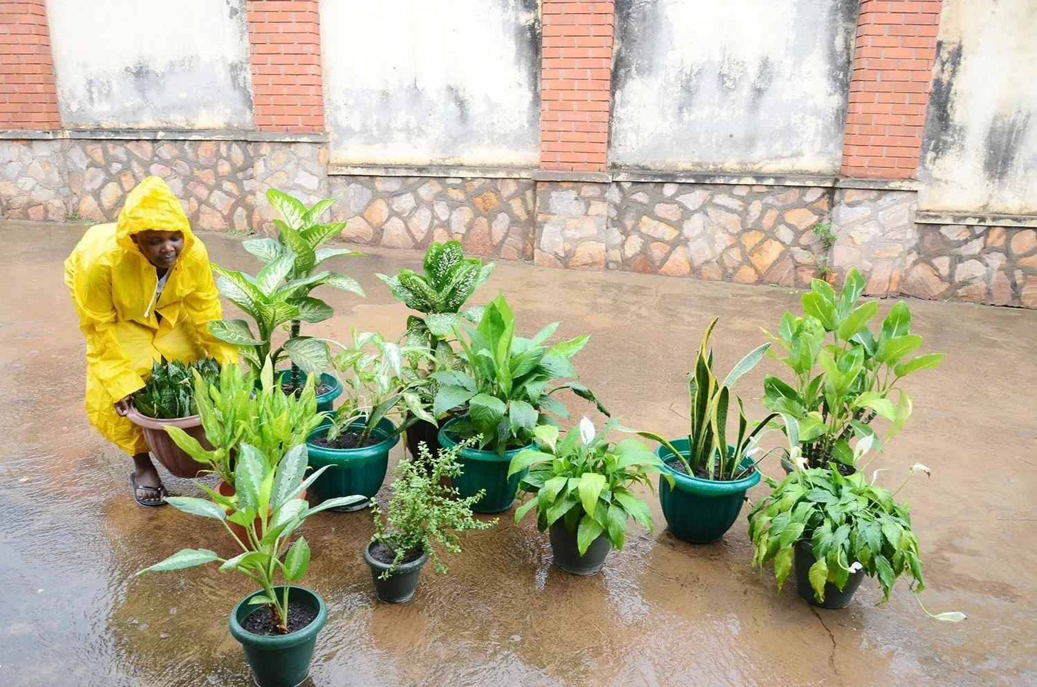 Cây cảnh treo tường ngoài trời có thể sống trong điều kiện mưa nhiều không?