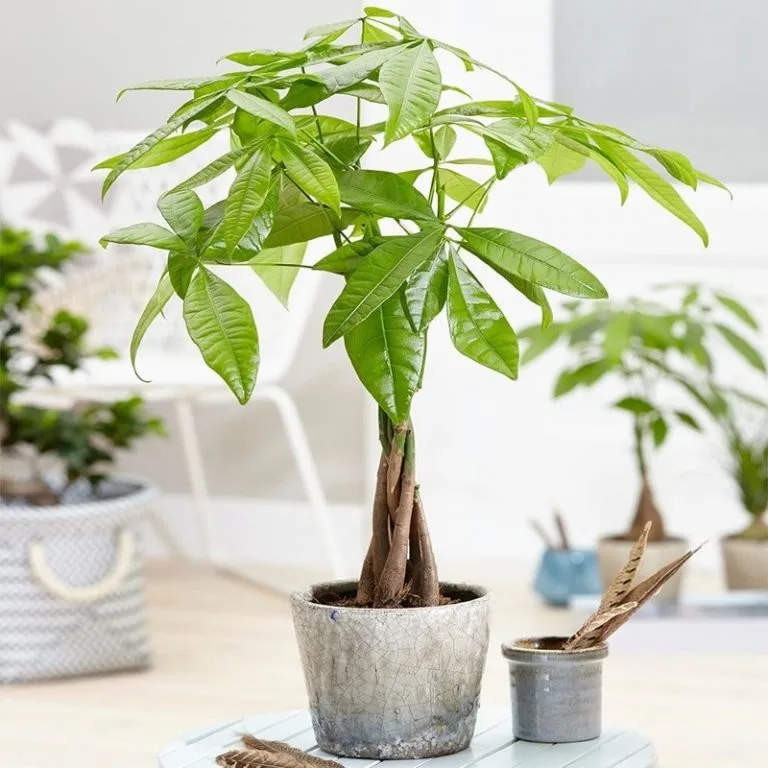 Về nhà mới nên trồng cây gì?