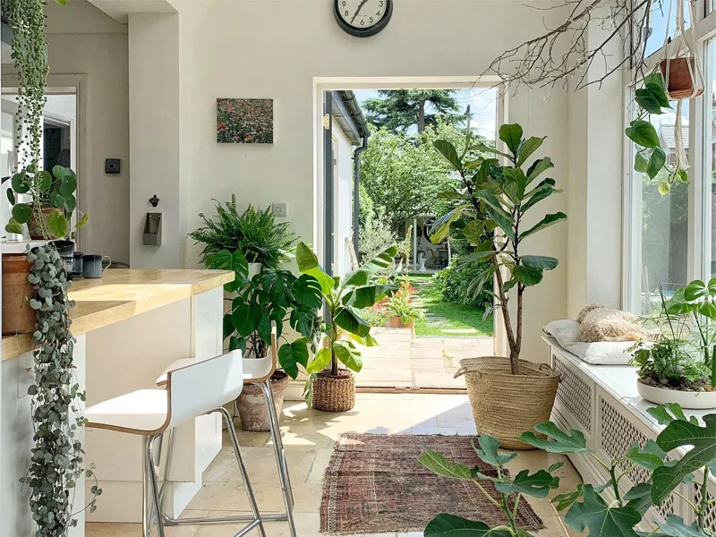 Hướng dẫn trồng cây kim tiền trong nhà đúng cách, dễ áp dụng