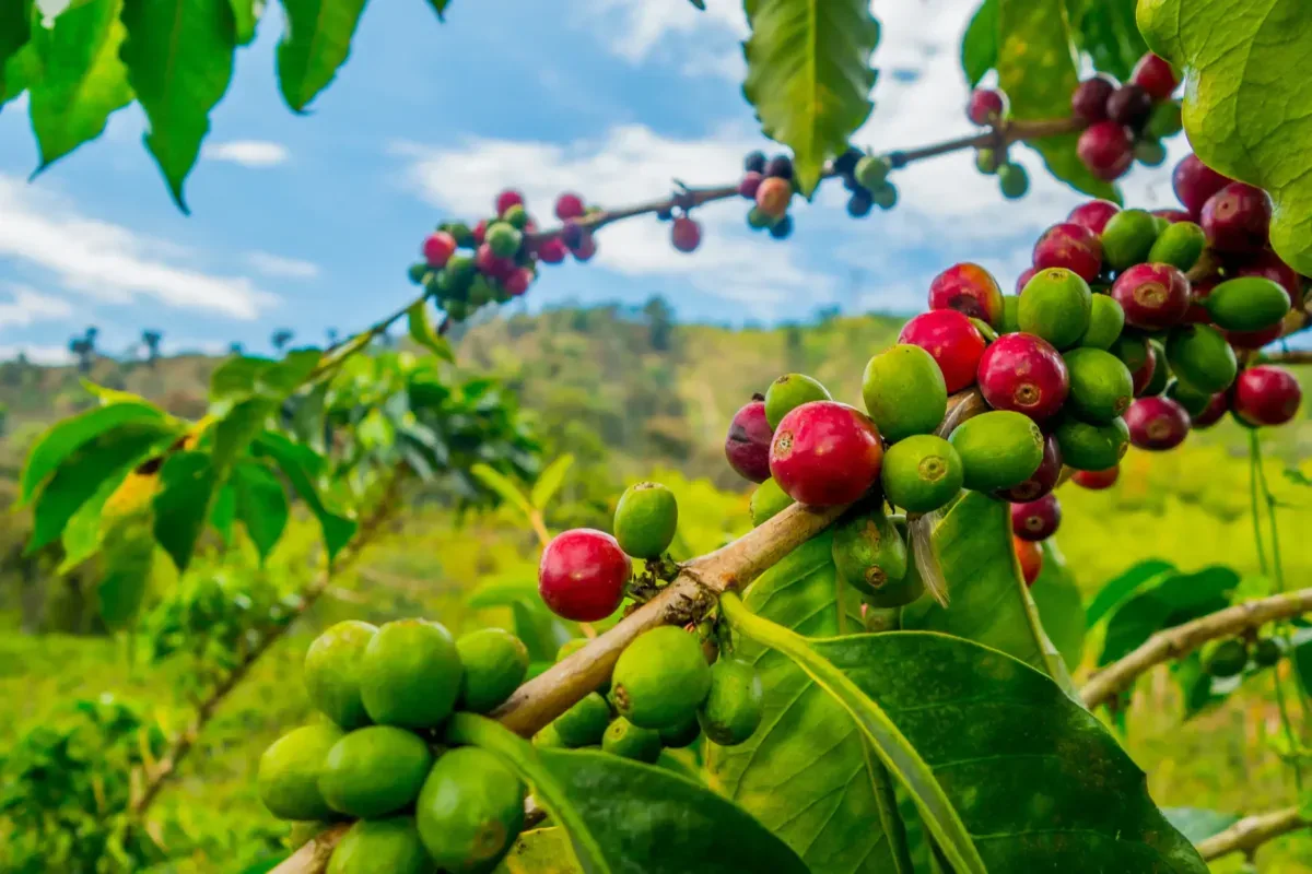 Thị trường giá cà phê chịu ảnh hưởng gì từ quy định chống phá rừng của EU?