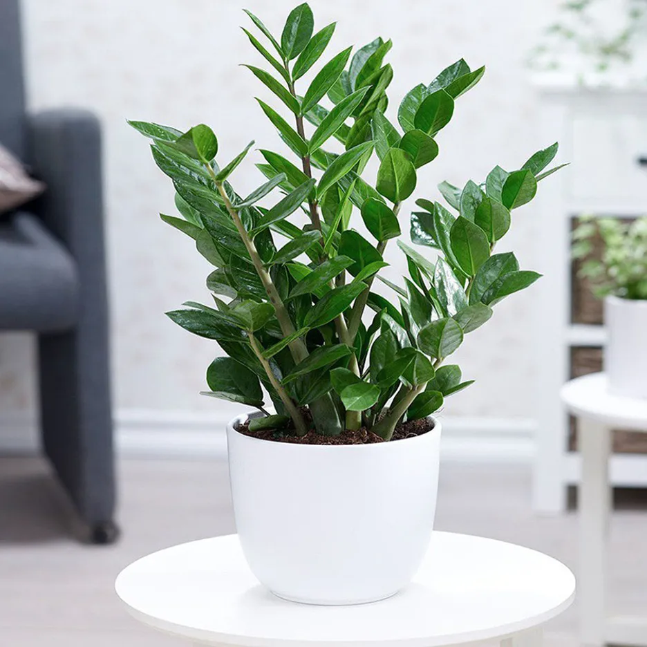 Gia chủ tuổi Dần nên để cây gì trong nhà để vừa hợp phong thủy vừa giúp hạ nhiệt mùa hè?