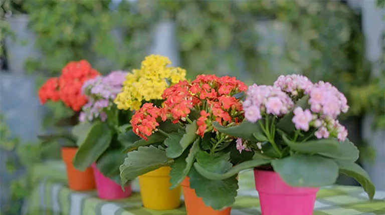 Gia chủ tuổi Tỵ nên để cây gì trong nhà để vừa hợp phong thủy vừa giúp hạ nhiệt mùa hè?