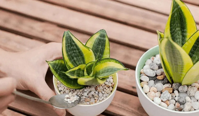 Gia chủ tuổi Mùi nên để cây gì trong nhà để vừa hợp phong thủy vừa giúp hạ nhiệt mùa hè?