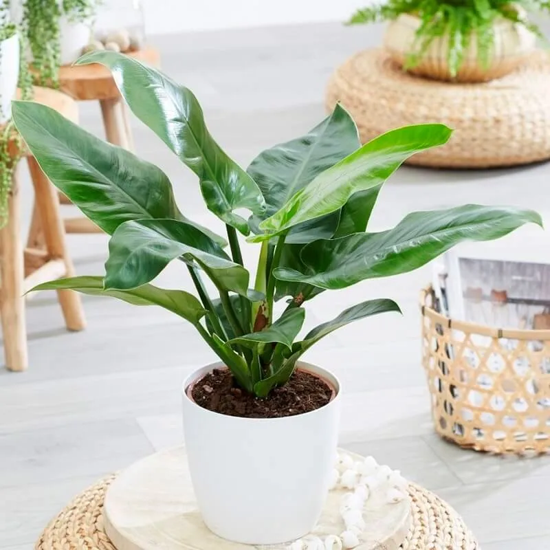 Gia chủ tuổi Tí nên để cây gì trong nhà để vừa hợp phong thủy vừa giúp hạ nhiệt mùa hè?