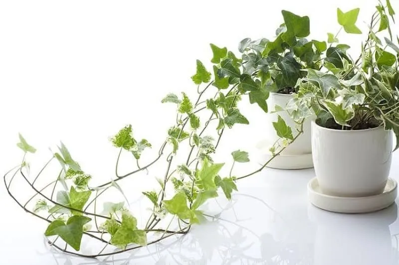 Gia chủ tuổi Tuất nên để cây gì trong nhà để vừa hợp phong thủy vừa giúp hạ nhiệt mùa hè?