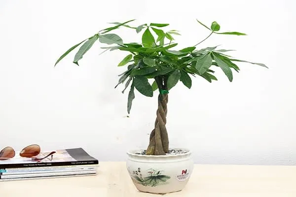 Gia chủ tuổi Thân nên để cây gì trong nhà để vừa hợp phong thủy vừa giúp hạ nhiệt mùa hè?