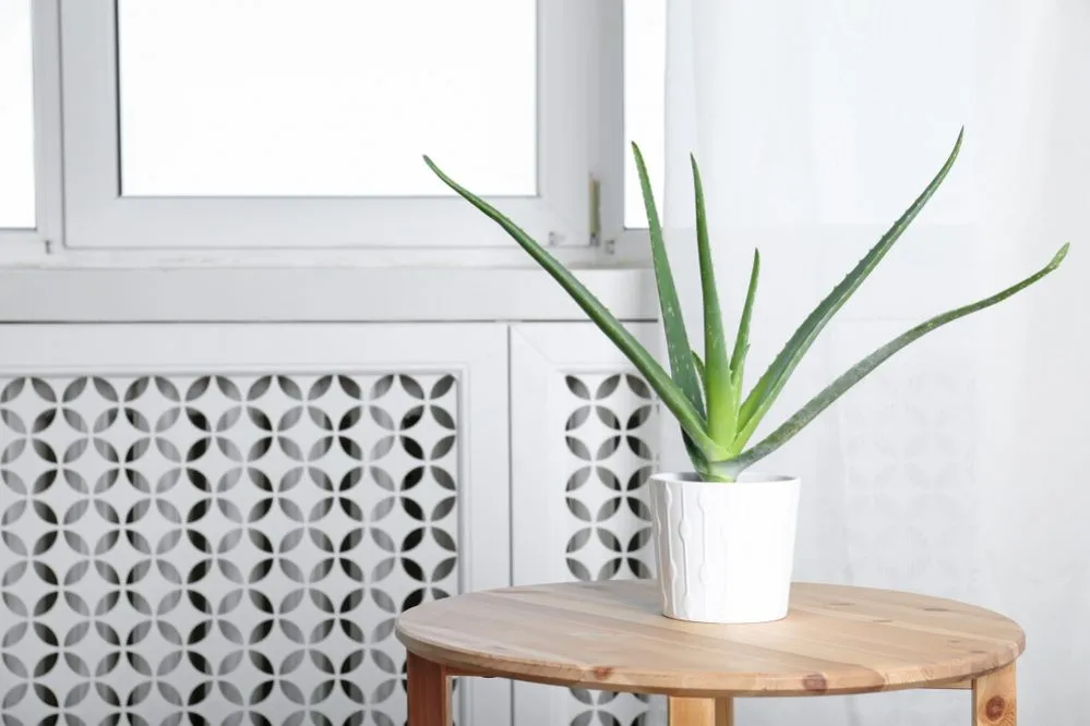Gợi ý 10 loại cây giúp làm sạch không khí cho nhà chung cư