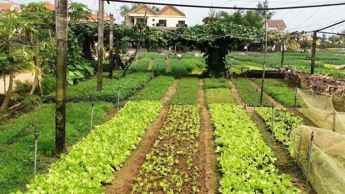 Đất vườn tạp có chuyển đổi lên đất thổ cư được không?