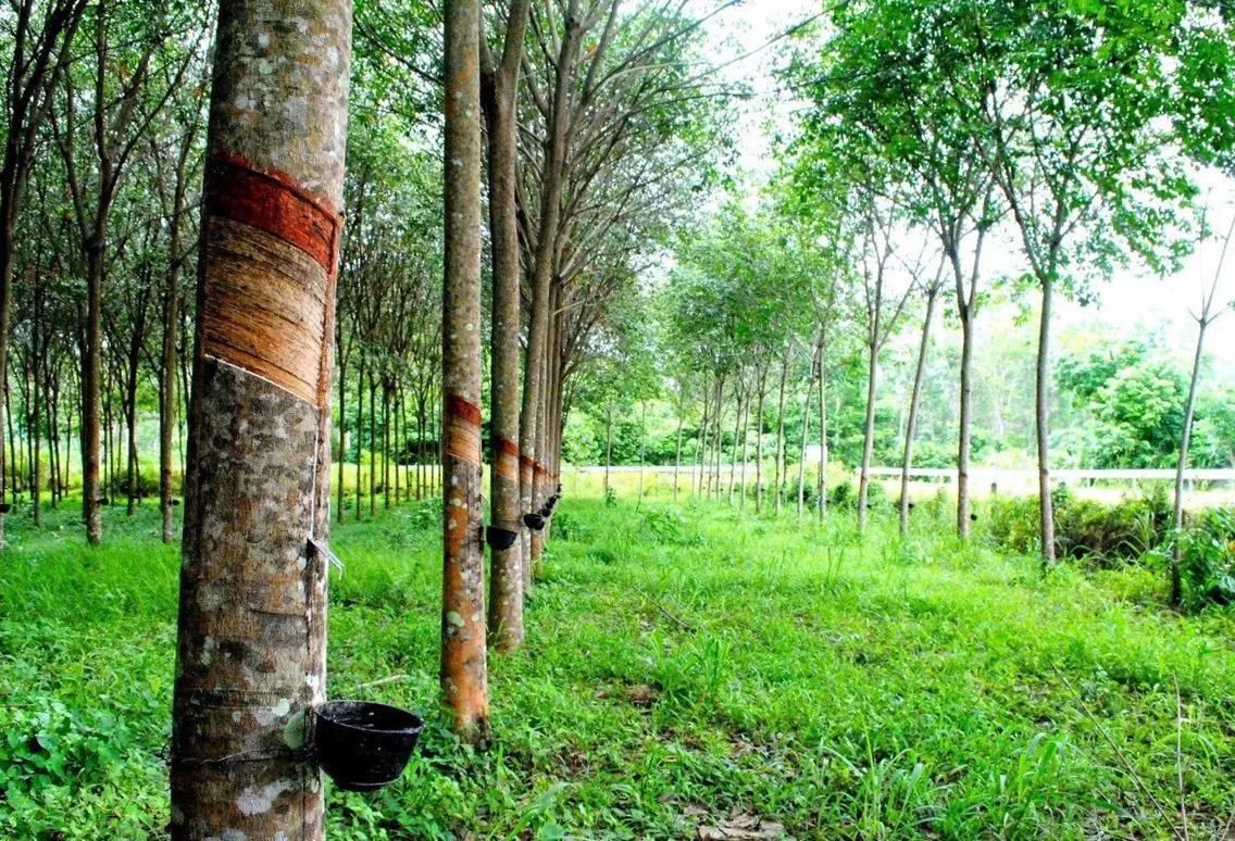 Đất trồng cây lâu năm bị thu hồi có được tái định cư không? Nếu không thì đền bù thế nào?