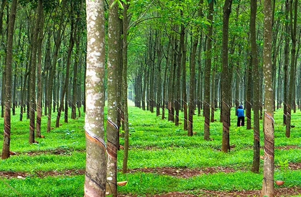 Hướng dẫn thủ tục chuyển đổi đất trồng cây lâu năm sang đất đất ở chi tiết