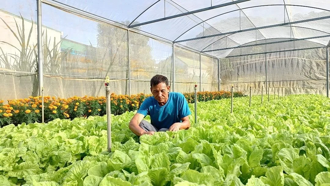 Tự ý chuyển mục đích sử dụng đất nông nghiệp có làm nhà kính để xây dựng nhà ở có thể bị phạt không?