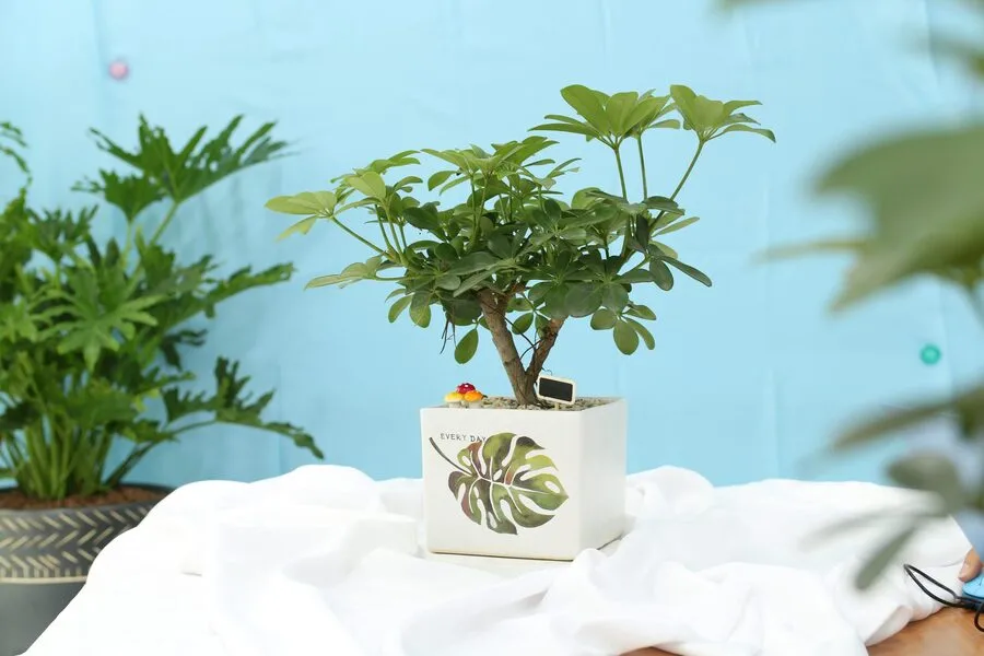 Trồng cây ngũ gia bì trong nhà có tốt không?