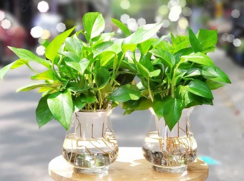 Những loại cây cảnh đẹp trong nhà được nhiều gia chủ ưa thích nhất hiện nay