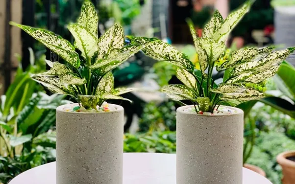 Chọn cây cảnh đẹp trong nhà: cây ngọc ngân là một gợi ý phù hợp