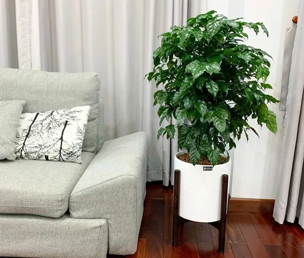 Tạo không gian xanh cho căn hộ: nên chọn loại cây cảnh nào vừa dễ chăm vừa mang ý nghĩa tốt