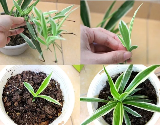 Trồng cây dây nhện như thế nào để cây xanh tốt quanh năm dù trồng trong nhà