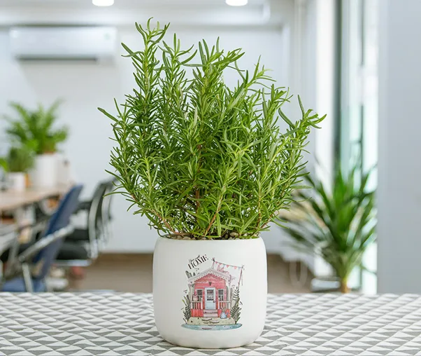 Các gia đình có con nhỏ nên trồng những cây cảnh sau để đuổi muỗi hiệu quả