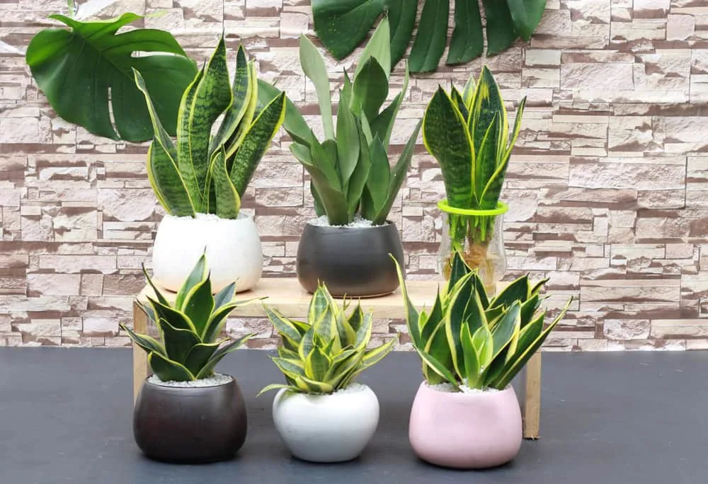 Mẹo trồng cây lưỡi hổ trong nhà đơn giản dành cho người bận rộn