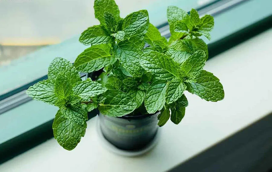 Nên trồng loại cây nào trong phòng tắm để cải thiện chất lượng không khí
