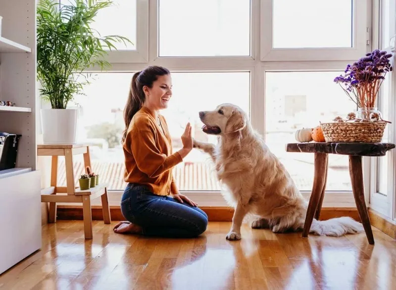 Nuôi chó mèo khi thuê chung cư: Bí quyết để có một trải nghiệm sống văn minh