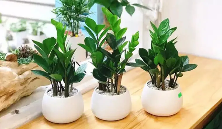 Điểm danh 3 loại cây hút tài lộc và chịu nắng tốt để trang trí ban công chung cư