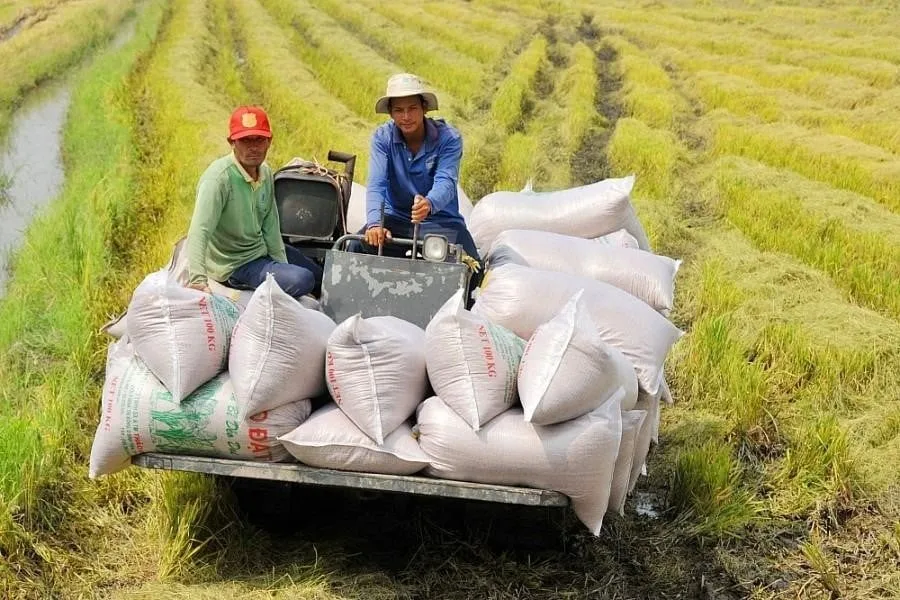 Giá gạo xuất khẩu của Việt Nam đang ở mức bao nhiêu so với các nước xuất khẩu gạo khác?