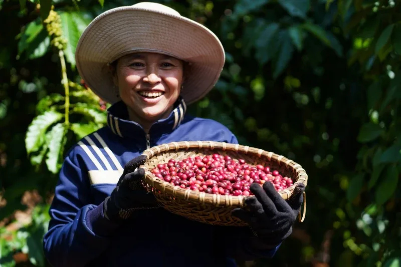 Giá cà phê biến động ảnh hưởng gì đến cuộc sống của người nông dân Tây Nguyên?