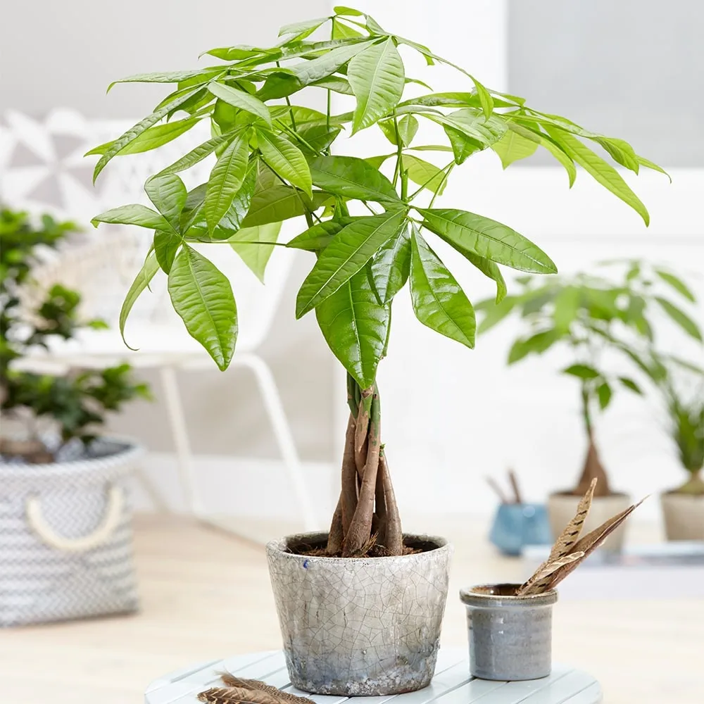 Mệnh chủ tuổi Kỷ Tỵ 1989 hợp cây gì để bàn làm việc?