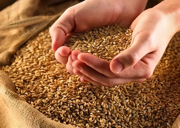 Vì sao nên đầu tư vào hợp đồng tương lai gạo thô trong thị trường ngành gạo?