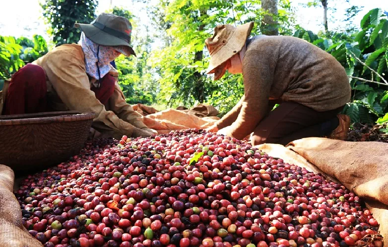 Ngoài giá cà phê nhân và thành cà phê, yếu tố nào có thể ảnh hưởng tới giá cà phê tươi? 