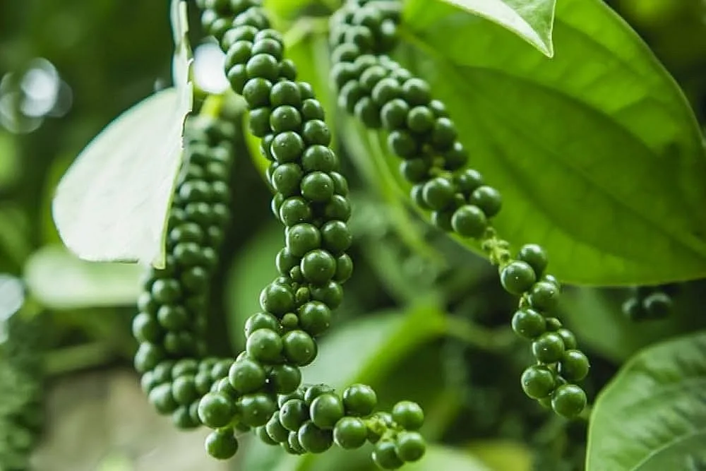 Giá hồ tiêu trong nước đang giao dịch trong ngưỡng bao nhiêu?