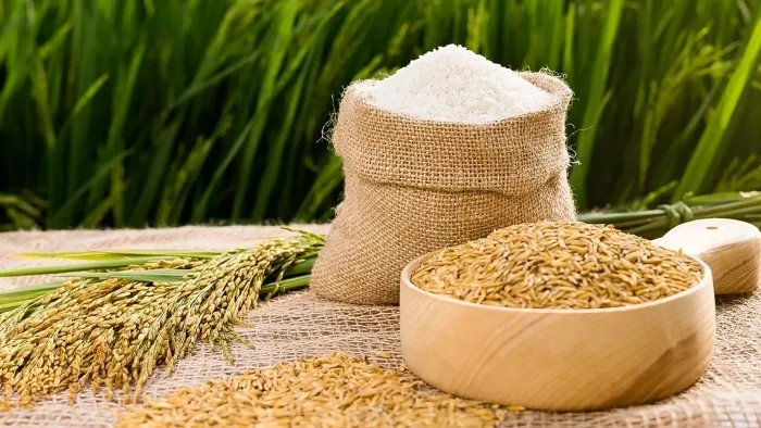 Gạo ST24 và ST25 loại nào ngon hơn và có giá cả như thế nào?