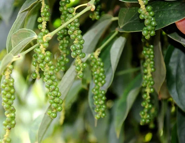 Các giống tiêu phổ biến ở Việt Nam là gì, giá tiêu ra sao?