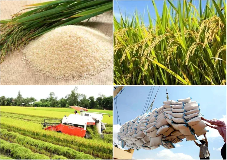 Vì sao giá lúa gạo tăng cao nhưng vẫn khiến các doanh nghiệp lo lắng?