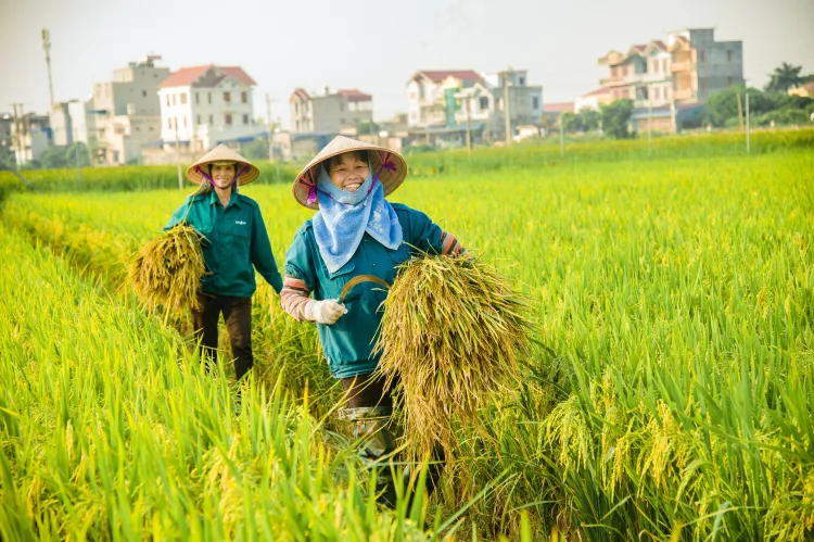 Có những cách nào để tăng giá trị lúa gạo Việt Nam?