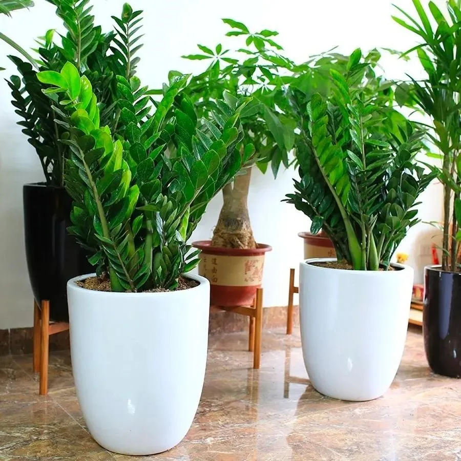 Nhà có trẻ nhỏ thì không nên trồng những loại cây cảnh nào?