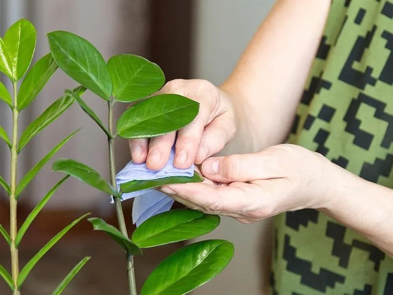 Làm thế nào để loại bỏ bụi bẩn bám trên lá cây cảnh khi dọn dẹp nhà cửa?