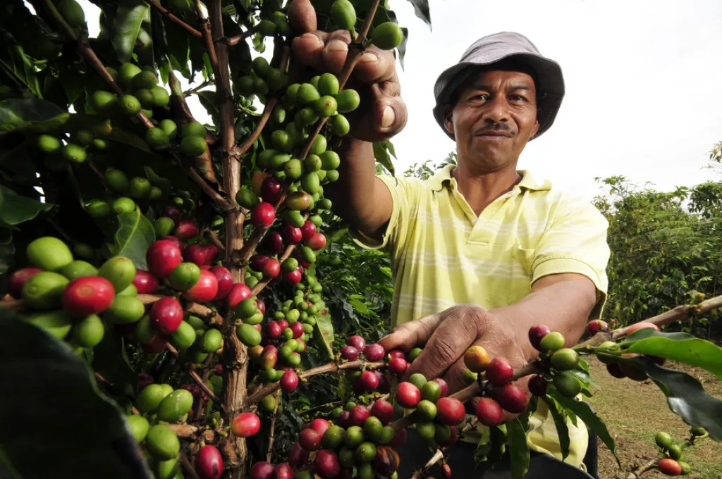 Ưu nhược điểm của hợp đồng tương lai cà phê Arabica giá thanh toán là gì?