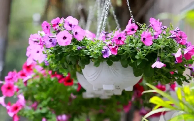 Cây cảnh nào phù hợp để trồng ở ban công hoặc sân vườn nhỏ để khử mùi?