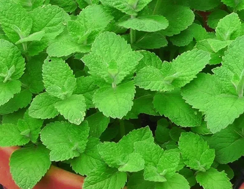 Cây bạc hà có những tác dụng gì khi đặt trong nhà?