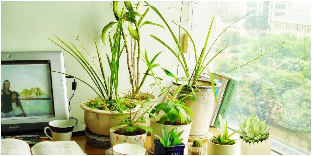 Cây cảnh mini nào thích hợp để đặt trên bàn làm việc?