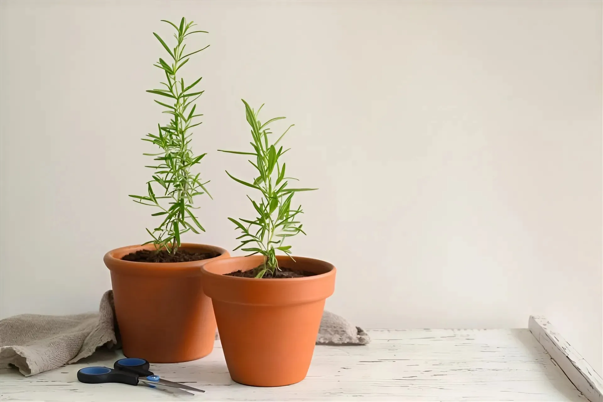 Nên trồng các loại cây nào trong nhà để đuổi muỗi và côn trùng hiệu quả?
